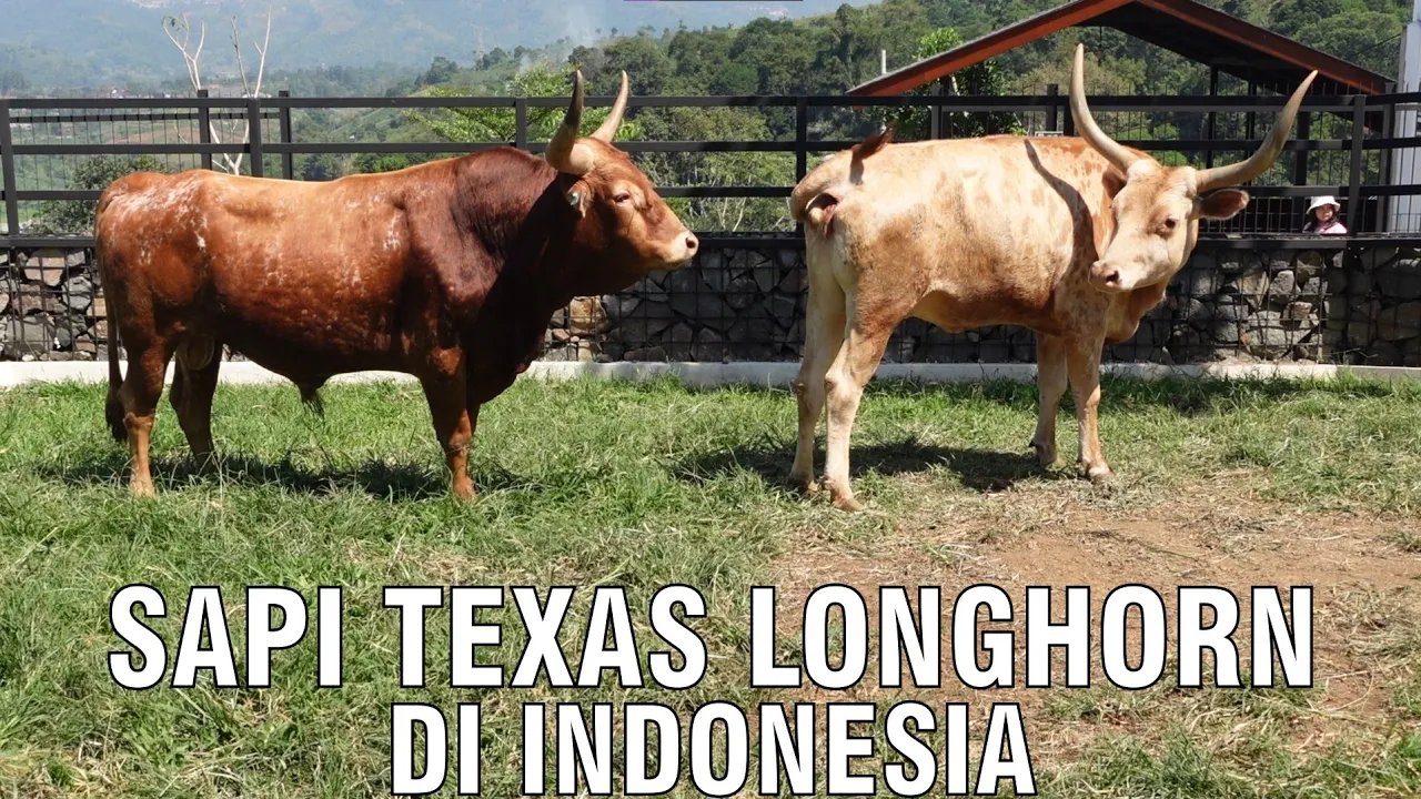 
                                 Sapi-Texas-Longhorn-Indonesia-Unik-Bertanduk-Panjang
